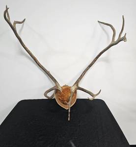 lot 46 image: Elk Mount - Unknown