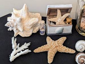 lot 155 image: Assorted Seashells and Decor