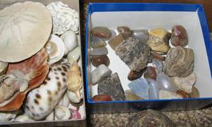 lot 182 image: Lot of Rocks and Shells 