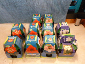 Flower Bulbs