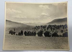 lot 13 image: Antique Buffalo Stampede Photo 6 14 x 8 14