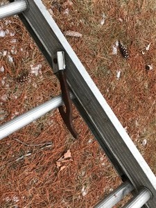 lot 543 image: 32 Aluminum Extension Ladder