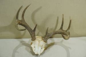 lot 86 image: 10 Point Rack with Skull