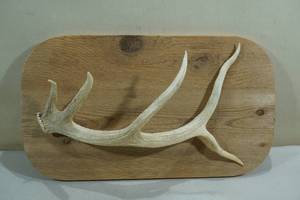 lot 87 image: Mounted Antler Shed