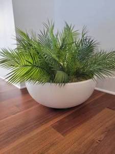 Potted Faux Fern.