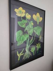 A large Nicely Framed Botanical by Jung Koch Quentell.