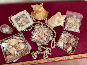 lot 233 image: Shell Collection