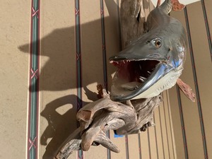 lot 5 image: Taxidermy Muskie mount