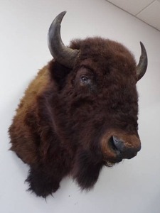 lot 1 image: Buffalo mount
