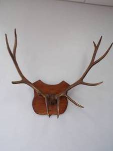 lot 14 image: Elk Mount