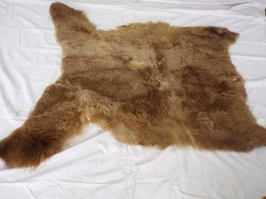lot 17 image: Authentic Grizzly Bear Rug