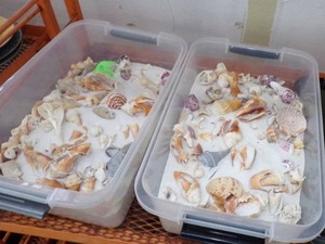 lot 56 image: Two Totes of Seashells in Sand