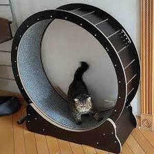 Cat Wheel Exerciser for Indoor Cats