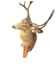 8 POINT BUCK DEER SHOULDER TAXIDERMY MOUNT GUN RACK