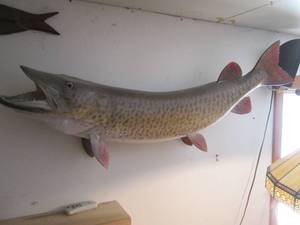 Massive Stuffed Taxidermy mounted Muskee over 40 long
