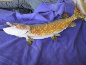 Taxidermy stuffed and mounted Northern Pike