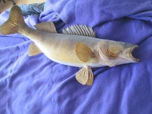 Taxidermy stuffed and mounted Walleye