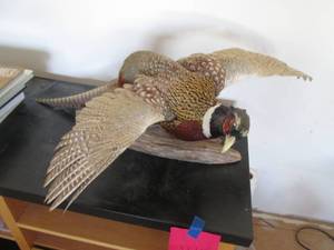 Stuffed Taxidermy male ring neck pheasant mounted on a chunk of driftwood