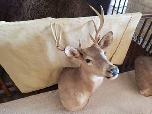 lot 102 image: Deer Mount with Twisted Antler