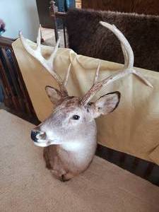 lot 101 image: Large Antlers Deer Mount with Drop Point