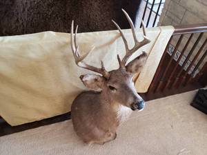 lot 103 image: 10 Point Deer Mount