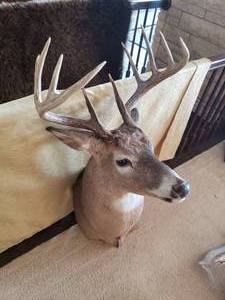lot 104 image: 10 Point Buck Mount with Tall Brow Tines