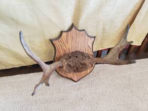 lot 105 image: Young Moose Antlers