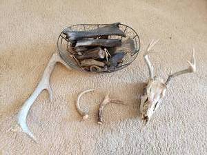 lot 106 image: Deer Skull with Antlers, Elk Antler, Buffalo Bones, Other Antlers