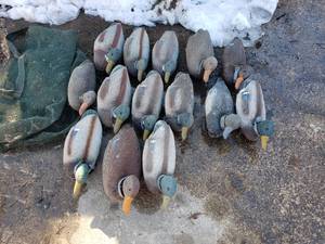 lot 236 image: Duck Decoys
