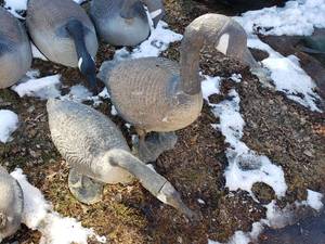lot 237 image: Lot of 2 Large Standing Goose Decoys