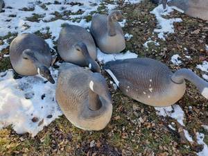 lot 241 image: Lot of 5 Large Goose Decoys