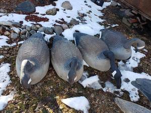 lot 242 image: Lot of 4 Large Goose Decoys