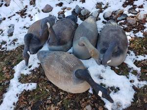 lot 244 image: Lot of 5 Large Goose Decoys