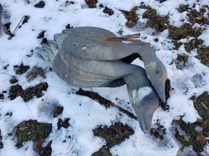 lot 245 image: 6 Goose Decoys
