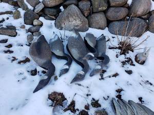 lot 246 image: 5 Goose Large Decoys