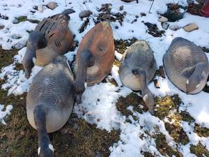 lot 247 image: Lot of 5 Large Goose Decoys