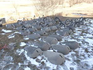 lot 264 image: Huge Lot of Large Goose Decoys - Many Need Heads