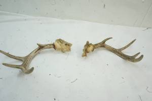 lot 351 image: Set of Deer Horns
