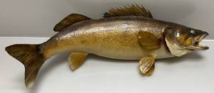 lot 2 image: Vintage 25 Walleye Mount