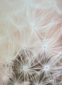 lot 61 image: Pretty Framed Print