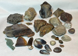 lot 703 image: RockHound Agate Fossil Collectors