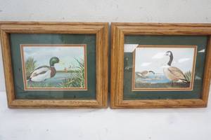 waterfowl pictures