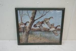 Duck picture