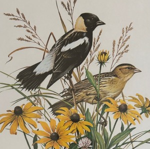 lot 385 image: Pretty Print by Roger Tory Peterson