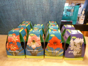 lot 102 image: Flower Bulbs