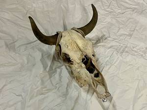 lot 1 image: Steer Skull With Horns