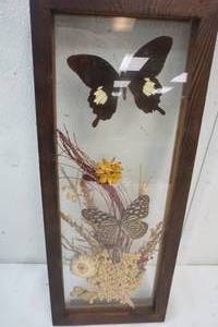 lot 153 image: Vintage Pressed Dried Flowers FRamed Square Artwork