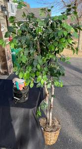 lot 46 image: Artificial Tree  Small Bucket of Various Garden Tools Including Gloves