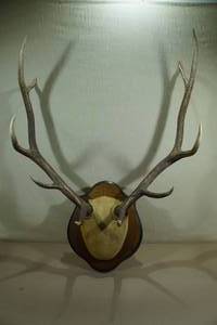 lot 66 image: Colorado Rockies Bull Elk Mount Horns