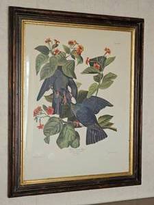 lot 97 image: 1949 Lithograph White Crowned Pigeon by John James Audubon